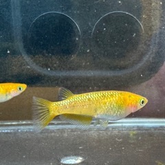 レクリスメダカ1匹の画像