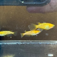 レクリスメダカ1匹の画像