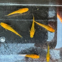 レクリスメダカ1匹の画像