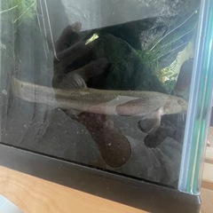 どじょうの画像