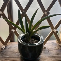 サンスベリア　観葉植物　塊根植物　多肉植物　ビザールプランツ　レアプランツ　ガーデニング　植物　グリーン　趣味　盆栽　葉　花　庭　草　インテリア　おしゃれ　飾り　園芸　の画像