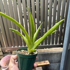 サンスベリア　観葉植物　塊根植物　多肉植物　ビザールプランツ　レアプランツ　ガーデニング　植物　グリーン　趣味　盆栽　葉　花　庭　草　インテリア　おしゃれ　飾り　園芸　の画像