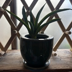 サンスベリア　観葉植物　塊根植物　多肉植物　ビザールプランツ　レアプランツ　ガーデニング　植物　グリーン　趣味　盆栽　葉　花　庭　草　インテリア　おしゃれ　飾り　園芸　の画像