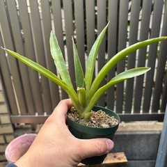 サンスベリア　観葉植物　塊根植物　多肉植物　ビザールプランツ　レアプランツ　ガーデニング　植物　グリーン　趣味　盆栽　葉　花　庭　草　インテリア　おしゃれ　飾り　園芸　の画像