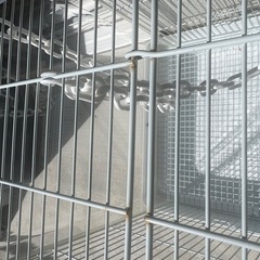 あアクリルケージの画像