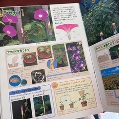 小学館の図鑑NEO 植物の画像