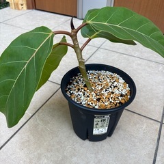 【希少　観葉植物］フィカス・アフリカンプリンの画像