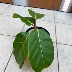 【希少　観葉植物］フィカス・アフリカンプリンの画像