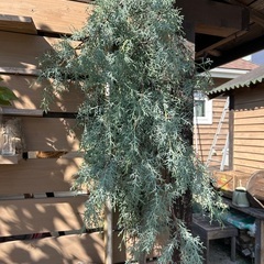 ブルーアイスの画像