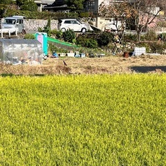 取引中　HONDAの草刈機ウィングモアWM60の画像