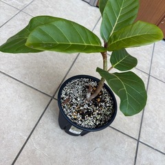 【希少　観葉植物］フィカス・アフリカンプリンの画像