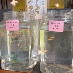 サービス めだか、メダカ 無人販売の画像