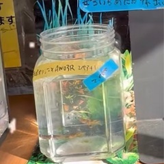 サービス めだか、メダカ 無人販売の画像