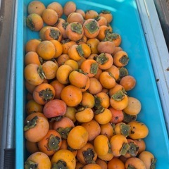 富有柿　中15個セット①の画像