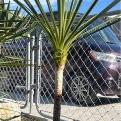 ドラセナ　ニオイシュロランの画像