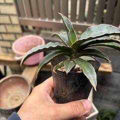 サンセベリア　ロブスター　観葉植物　塊根植物　多肉植物　ビザールプランツ　レアプランツ　ガーデニング　植物　グリーン　趣味　盆栽　葉　花　庭　草　インテリア　おしゃれ　飾り　園芸　の画像