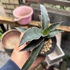 サンセベリア　ロブスター　観葉植物　塊根植物　多肉植物　ビザールプランツ　レアプランツ　ガーデニング　植物　グリーン　趣味　盆栽　葉　花　庭　草　インテリア　おしゃれ　飾り　園芸　の画像