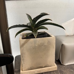 サンセベリア　ロブスター　観葉植物　塊根植物　多肉植物　ビザールプランツ　レアプランツ　ガーデニング　植物　グリーン　趣味　盆栽　葉　花　庭　草　インテリア　おしゃれ　飾り　園芸　の画像