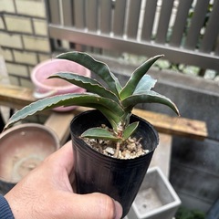 サンセベリア　ロブスター　観葉植物　塊根植物　多肉植物　ビザールプランツ　レアプランツ　ガーデニング　植物　グリーン　趣味　盆栽　葉　花　庭　草　インテリア　おしゃれ　飾り　園芸　の画像