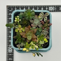 多肉植物 寄せ植え 青（ポット付）の画像