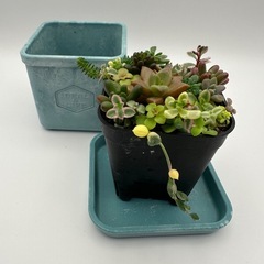 多肉植物 寄せ植え 青（ポット付）の画像