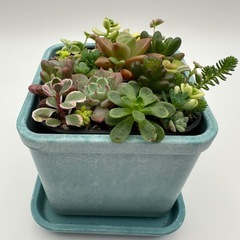多肉植物 寄せ植え 青（ポット付）の画像
