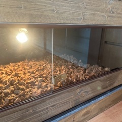 爬虫類ｹｰｼﾞ 自作未使用品の画像