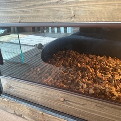 爬虫類ｹｰｼﾞ 自作未使用品の画像