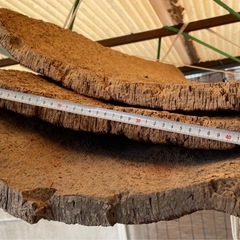 板付用大きなコルク板（@10cm/1000円）の画像