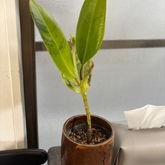 フィカス　エラスティカ　ジン　観葉植物　塊根植物　多肉植物　ビザ...
