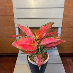 アグラオネマ バレンタインの画像