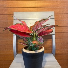 アグラオネマ バレンタインの画像