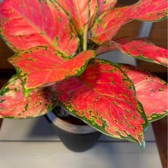 アグラオネマ バレンタインの画像