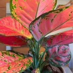 アグラオネマ バレンタインの画像