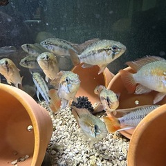 🐠アピストグラマ マクマステリ オス♂全長±5.5〜6.5㎝ 生後8.5ヶ月 1匹700円 2匹1,300円 3匹1,800円【在庫3匹】No.02の画像