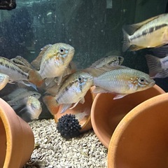 🐠アピストグラマ マクマステリ オス♂全長±5.5〜6.5㎝ 生後8.5ヶ月 1匹700円 2匹1,300円 3匹1,800円【在庫3匹】No.02の画像