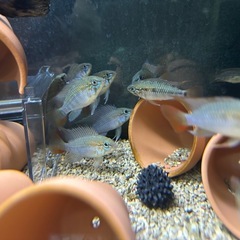 🐠アピストグラマ マクマステリ オス♂全長±5.5〜6.5㎝ 生後8.5ヶ月 1匹700円 2匹1,300円 3匹1,800円【在庫3匹】No.02の画像