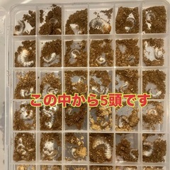 （幼虫5頭）アスタコイデスノコギリクワガタ③の画像