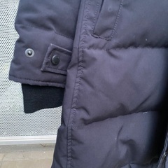 カナダグースの画像