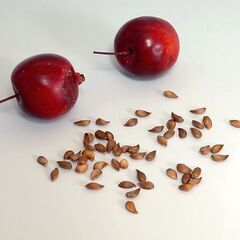 姫リンゴ　種子の画像