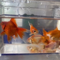 変わり和金などの画像