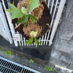 板付用大きなコルク板（@10cm/1000円）の画像