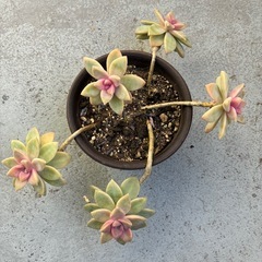 多肉・桜牡丹🌸(鉢付き)の画像