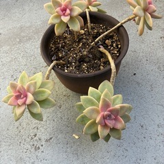 多肉・桜牡丹🌸(鉢付き)の画像