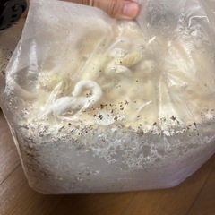 菌糸ブロックの画像