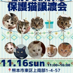 子猫過去最多🐱猫カフェみたいな触れ合い譲渡会🐾❤️