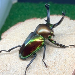 ニジイロクワガタ（成虫ペア）の画像