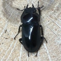 ビシグナートゥスコクワガタ（紋あり）（成虫♂♀♀）の画像