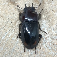 ビシグナートゥスコクワガタ（紋あり）（成虫♂♀♀）の画像