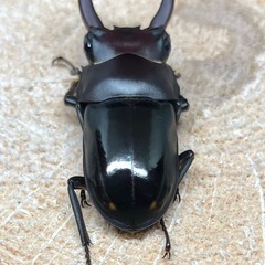 ビシグナートゥスコクワガタ（紋あり）（成虫♂♀♀）の画像